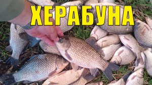 общий урок по херабуне