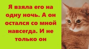 Истории из жизни | Аудио рассказы | Я взяла его на одну ночь. А он остался со  | Жизненные истории
