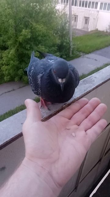 Голубь драчун. смотреть онлайн