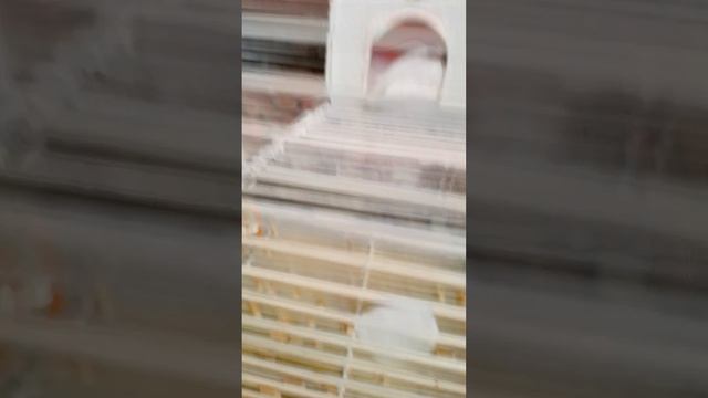 мой первый хомяк- Тамара, новый пет, 1 часть смотреть онлайн
