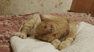 Рыжий кот спит. ч.3