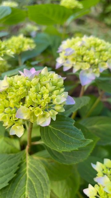 Крупнолиственные гортензии в открытом грунте Севастополя #garden #садоводничество #сорт #flowers