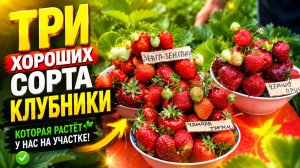 Чамора Туруси, Зинга Зингана, Чёрный Принц- три сорта клубники, краткий обзор