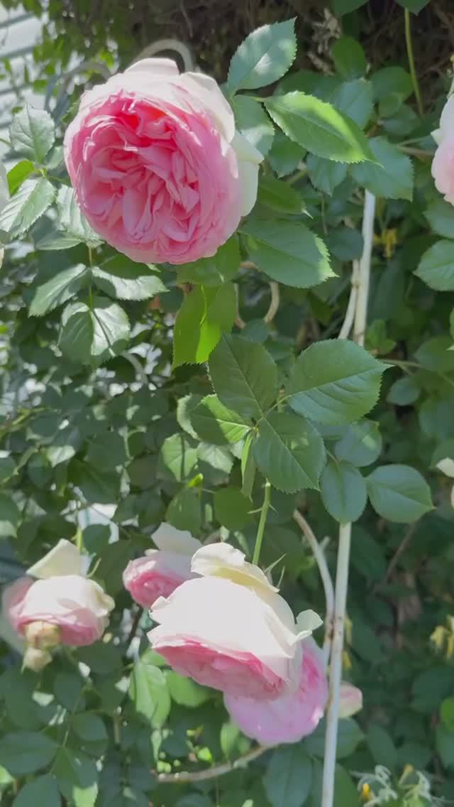 Розы 6 июня 💐 Пьер и компания 💐 смотреть онлайн