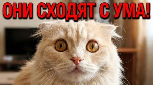 Мяуканье кошек и котов! Ваша кошка сойдёт с ума и будет преследовать Вас!!!