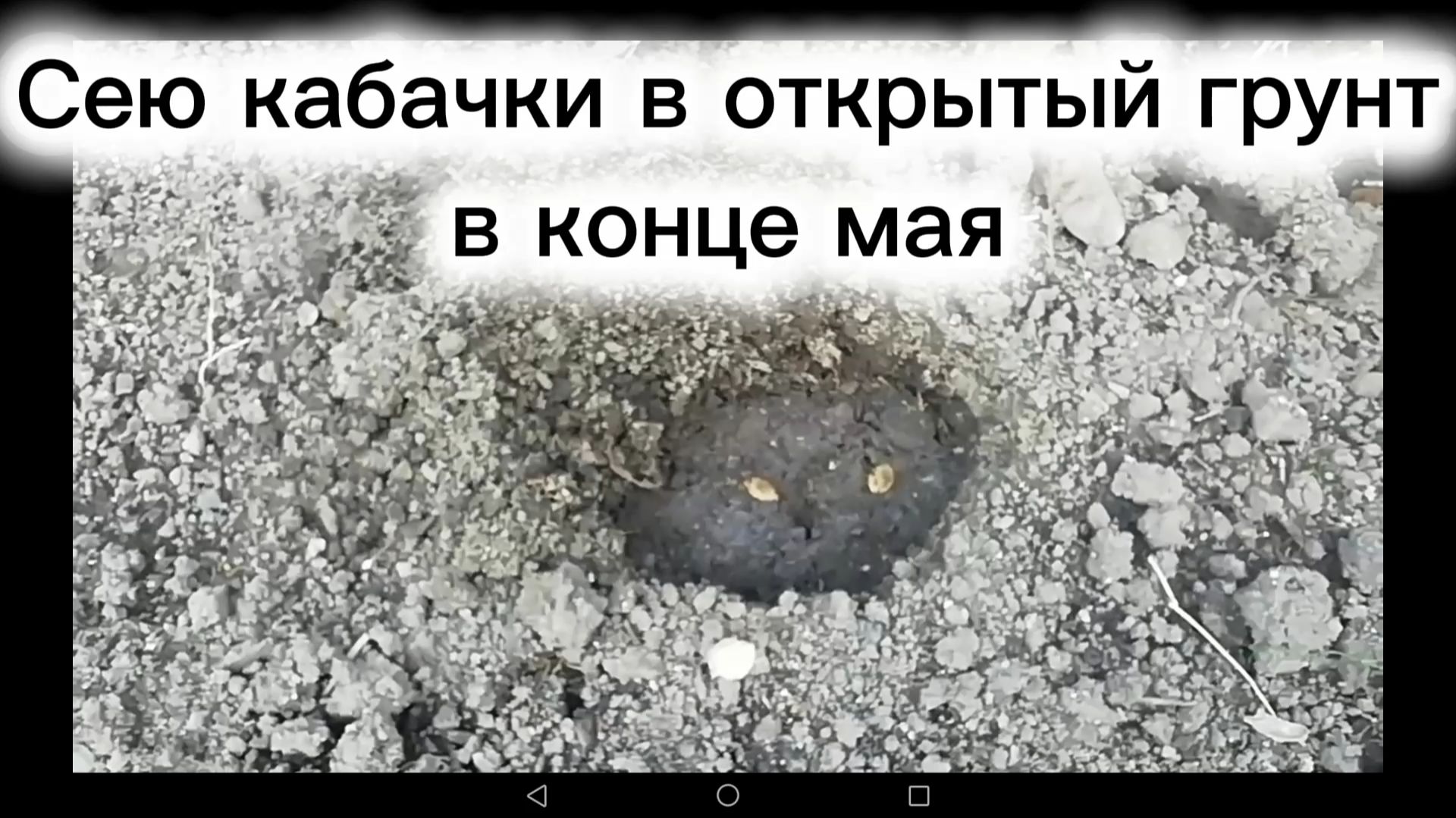 Кабачки сею в открытый грунт в конце мая