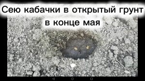 Кабачки сею в открытый грунт в конце мая