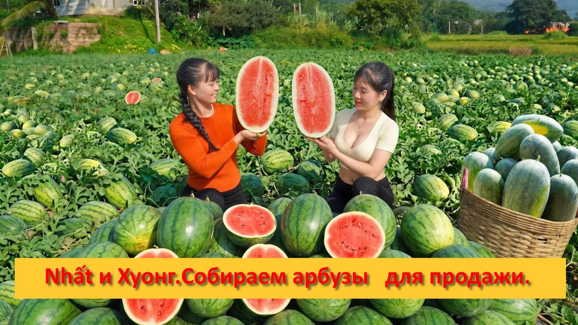 Nhất и Хуонг.Собираем арбузы для продажи. смотреть онлайн