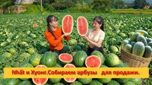 Nhất и Хуонг.Собираем арбузы   для продажи.