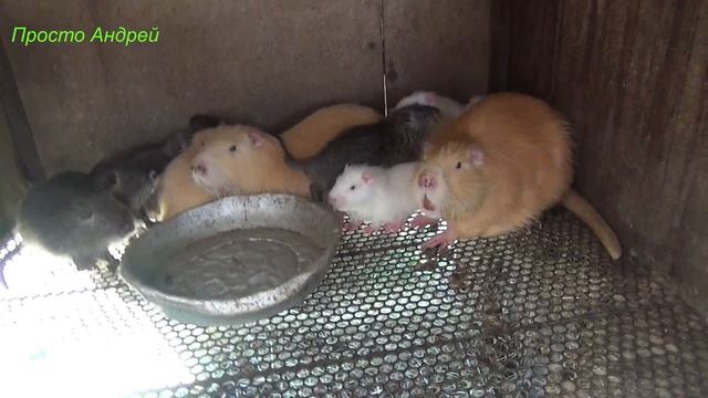 И снова нутрия смотреть онлайн