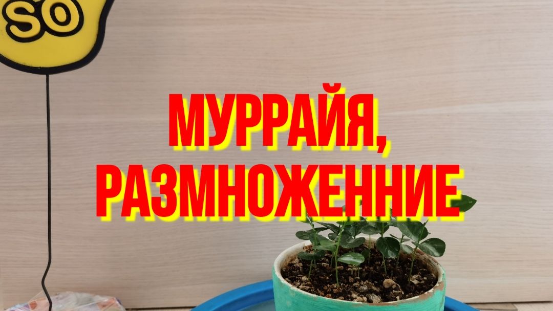 Размножение Муррайи