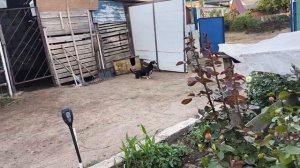 УБОРКА. НАКОСИЛИ🌿🌱🍀. Такую близко не видела.