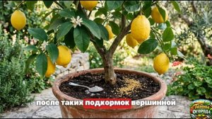 ЭТО ДЕШЕВЛЕ ЛЮБЫХ УДОБРЕНИЙ! Вся правда о золе для сада и огорода!