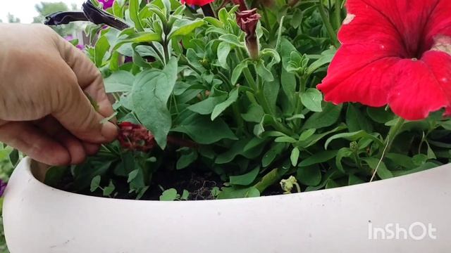 5.06.2026/как живут в русской деревне. смотреть онлайн