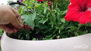 5.06.2026/как живут в русской деревне.