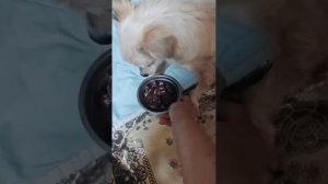 Свежая печенка для Снежка, Шоколадки и микро щенка