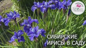 Сибирские ирисы в саду