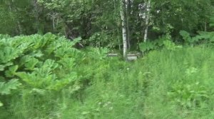 Отводки и матки 3го поколения.