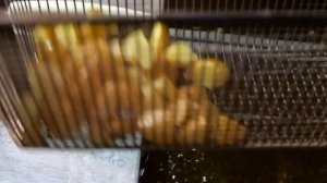 ЛУЧШИЕ ЖАРЕНЫЕ КУРИНЫЕ КРЫЛЫШКИ HENNESSY в Нью-Йорке! Hudson Smokehouse