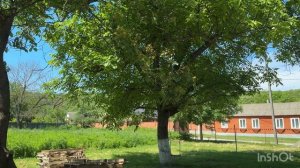 Долгожданное лето 🌞 🥳 Наш сад, шашлык, готовка, покупки, автопрогулки по лесу 🌳🌿🌱