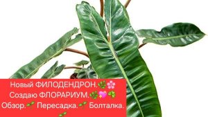 Новый ФИЛОДЕНДРОН.🌷💖 Создаю ФЛОРАРИУМ.🌺🌼 Обзор.🌿 Пересадка.🍀 Болталка.🌷💖