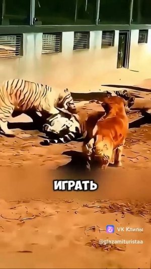A story about animals 🐅