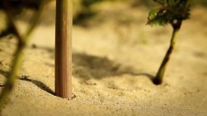 Миниатюрный огород 🍃 50-секундная подборка