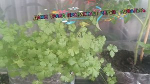 МОЁ ЛЮБИМОЕ ХОББИ. ЧТО-ТО ВЫРАСТИТЬ   НА         ЛОДЖИИ ОГУРЦЫ, ПЕРЕЦ, 🌸🌺🌻🌹🌷🌼💐ЦВЕТЫ💐 СУПЕР.