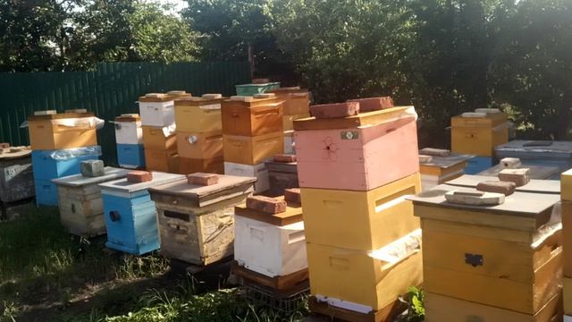 Не избежный рост пасеки в данных погодных условиях. смотреть онлайн