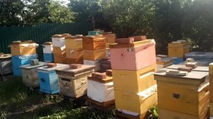 Не избежный рост пасеки в данных погодных условиях.