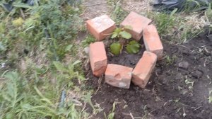Продолжаю засаживать огород