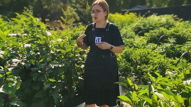 Всё о выращивании баклажанов.