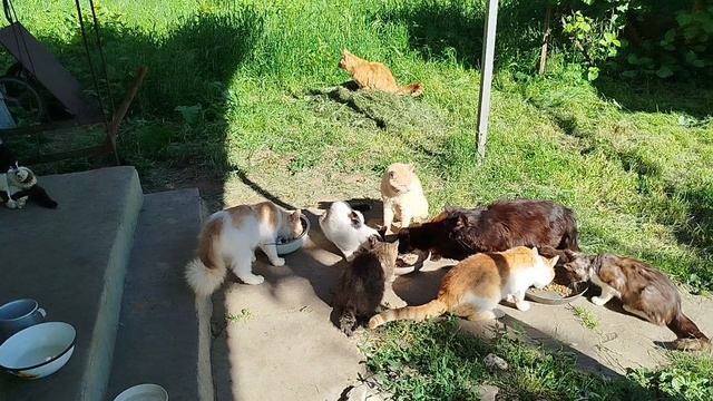 День 💯 стольника у кошек! 🐱😽🐱 смотреть онлайн