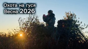 ОХОТА НА ГУСЯ в Республике Коми / ВЕСНА 2026