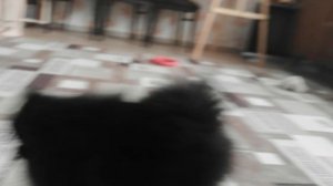 Собака бонифаций