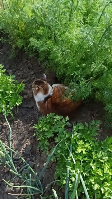 #КОШКА  Муся отдыхает на природе.