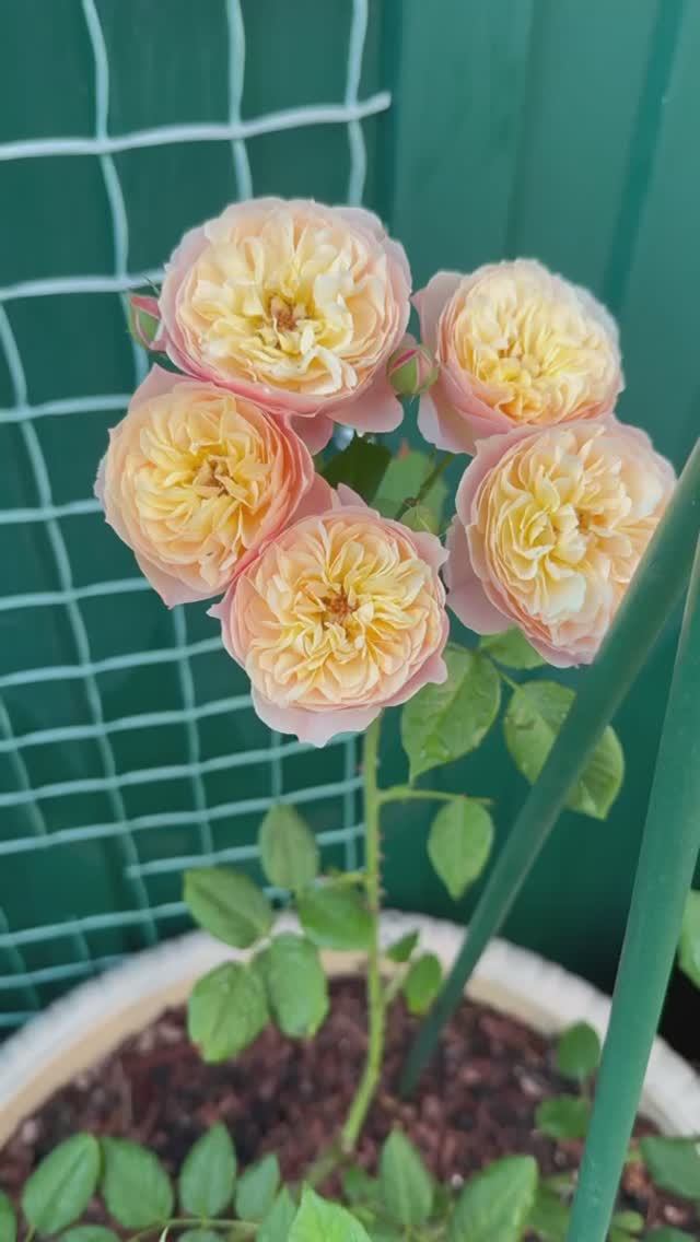 Розы в кашпо💐6 июня 26г💐 смотреть онлайн