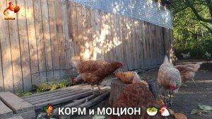 Кормление кур овощами и фруктами для зарядки и от скуки 🥗🐓🤗  (103)
