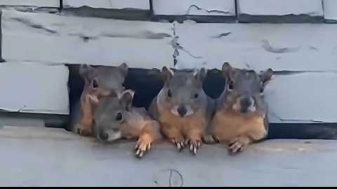 20 СМЕШНЫХ моментов с животными🐾 смотреть онлайн