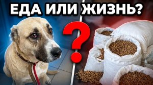 Что выбрать? Еду для собак или оплатить операции?