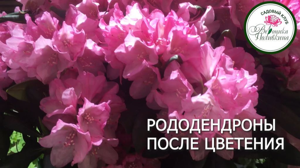 Рододендроны после цветения