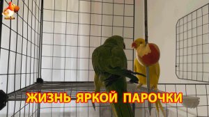 Жёлтый и Зелёный   сериал о жизни двух кольчатых ожереловых попугаев 🦜🦜 (6)