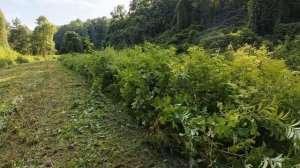 Kudzu Karmageddon - Bush Hogging with New Kubota SVL75-3