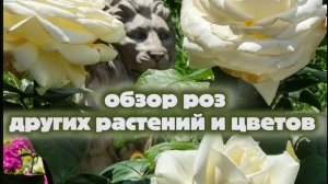 Цветение в Анапском саду, цветник, уход за плетёной ивой, цветёт Цеанотус, Беттерскотч почему жёлтая