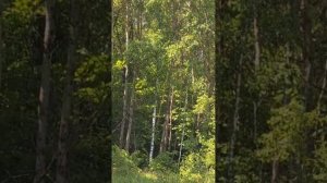 Решили съездить в лес.