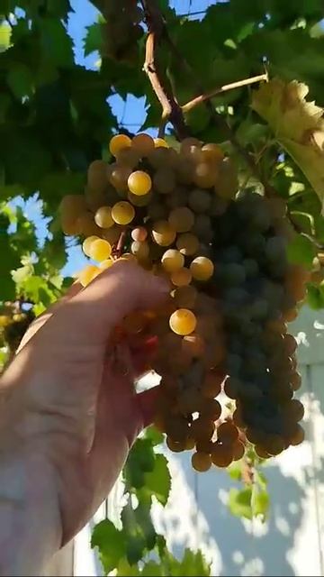 Виноград Ла Креснт набрал 24% сахара на 13.09.2025г.