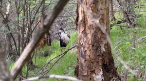 🐦В Китае заметили редких фазанов