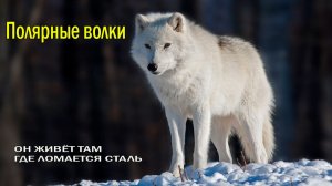 👑 КОРОЛИ БЕЛОГО АДА🔪 КРОВАВЫЙ СЛЕД НА СНЕГУ 🩸
