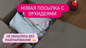 РАСПАКОВКА ПОСЫЛКИ С ОРХИДЕЯМИ. Не обошлось без разочарований #распаковка #обзорорхидей