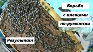 Румынский метод против клещей Варроа. Результат обработки.